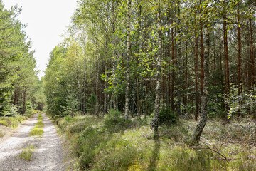 The road passes through a forest planted with birch and fir trees
