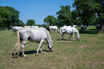 The Lipizzaners in the wild in Slovenia