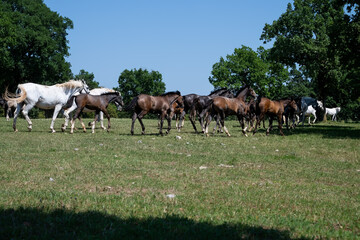 The Lipizzaners in the wild in Slovenia