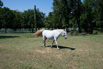 The Lipizzaners in the wild in Slovenia