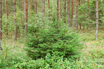 Fototapeta premium small green fluffy fir trees grow in a bush in the forest against the background of old large fir trees