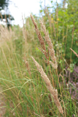 large yellow spikelets of dry grass in the forest
