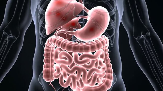 Human digestive system anatomy with liver, stomach and intestines