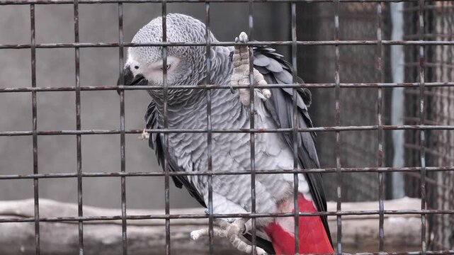 Grey parrot in a cage at a nature reserve in Serbia during a bright afternoon
