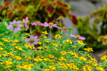 Obraz premium 鮮やかな黄色のジニアと背景に咲くピンクの花々