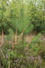forest in the morning, mixed forest, pines, birches and deciduous trees create a unique, enchanting...
