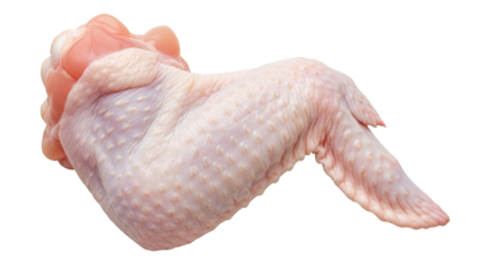 Isolated Raw Chicken Wing