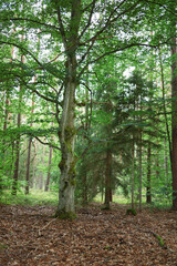 An unusual tree stands out with its crown against the background of an autumn forest vertical photo
