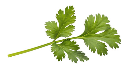 Isolated Cilantro Coriander Herb