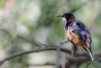 Eastern Spinebill