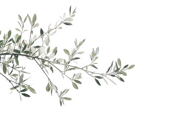 Olive branch with green leaves isolated on transparent background