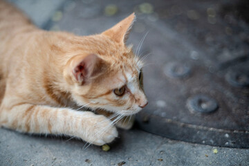 Fototapeta premium 道に寝そべる猫