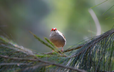 Red Browed Finch