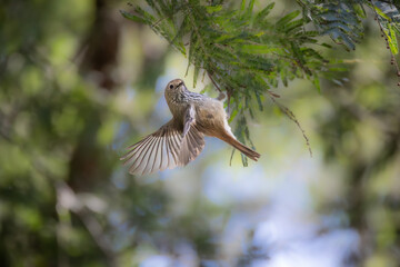 Brown Thornbill hanging by a thread