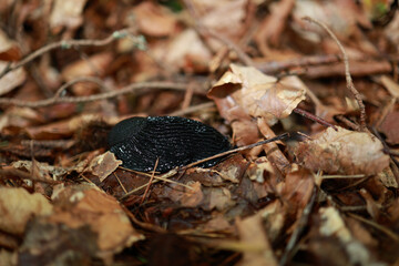large black snail on yellowed fallen leaves in the autumn forest