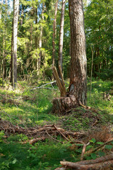 forest clearing, felled trees and dead branches