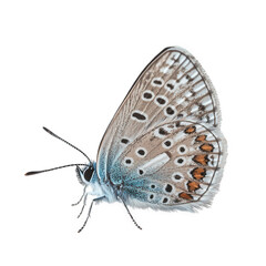 A delicate butterfly with intricate patterns on its wings, isolated on transparent background