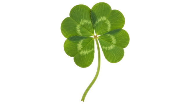 Isolated Four Leaf Clover