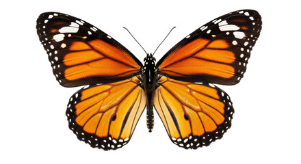 Isolated Monarch Butterfly