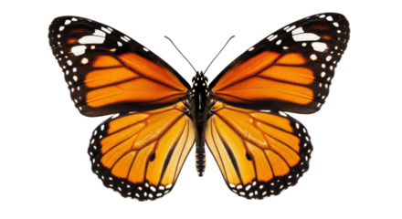 Isolated Monarch Butterfly