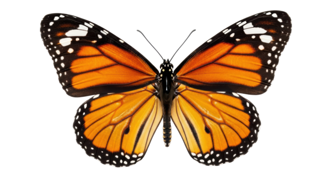 Isolated Monarch Butterfly