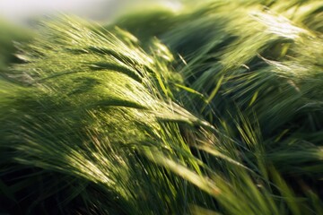 Close-Up View of Vibrant Green Wheat Field Under Soft Sunlight with Wind Movement Creating Natural Flowing Patterns
