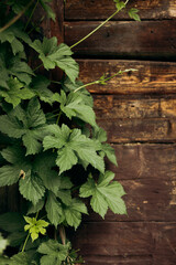 Lush green ivy climbing on aged wooden wall, nature reclaiming and eco nostalgia.