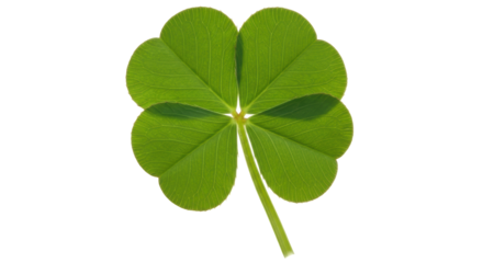 Isolated Four Leaf Clover