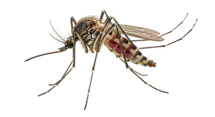 Isolated Mosquito