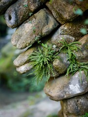Vibrant green ferns growing from an old stone wall