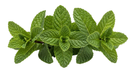 Isolated Fresh Mint Sprigs