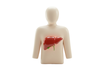 Isolated Anatomical Liver in Body Depiction, Medical Illustration of Internal Organ System
