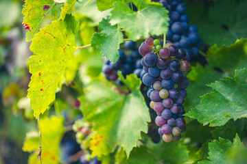 blue grapes in green vineyard