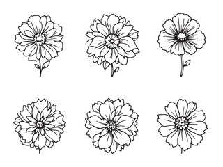 Obraz premium pincushion flower line art