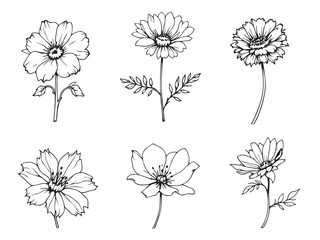 pincushion flower minimal line art