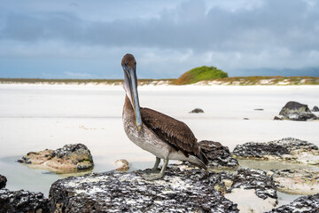 Brown pelican resting on rocks at Tortuga Bay, Galapagos islands, Ecuador