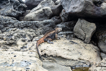 Marine iguana resting on rocks at Playa Loberia
