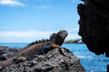 Marine iguana resting on rocks by the ocean, Galapagos