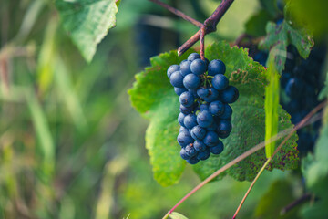 blue grapes in green vineyard
