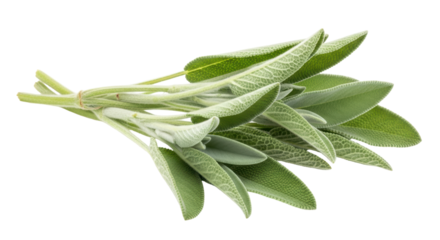 Isolated Sage Herb Bunch