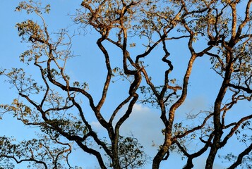 Unique natural contrast of tree branches with single leaves against clear blue sky