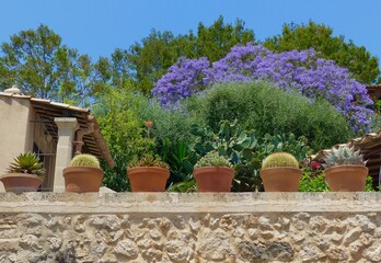 Unique shot of a Mediterranean garden with cactus flower pots on a wall and bright purple flowering...