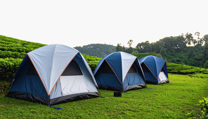 Group of tents set up in a scenic tea plantation with ample copy space for text on isolated white background