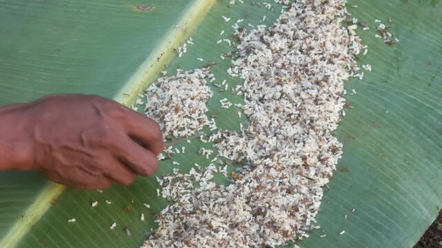 a colony of weaver ants (Oecophylla smaragdina) with many white eggs on a banana leaf