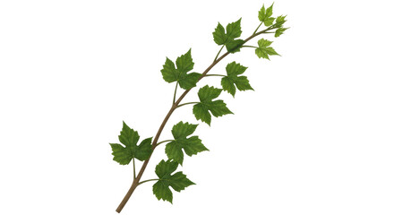 Isolated Vine Branch