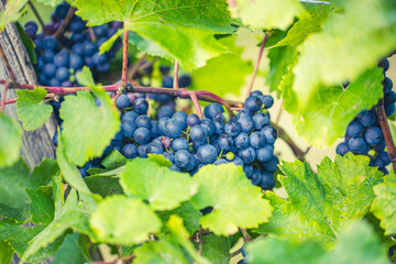 blue grapes in green vineyard