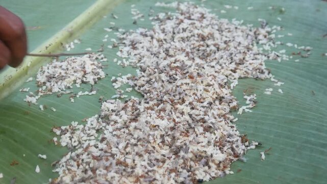 a colony of weaver ants (Oecophylla smaragdina) with many white eggs on a banana leaf