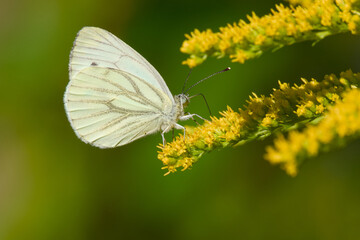 Delicate white butterfly resting on a blooming flower, captured in detailed macro photography