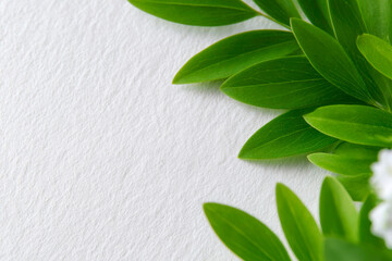 Fototapeta premium White natural fiber paper texture with green leaves eco friendly