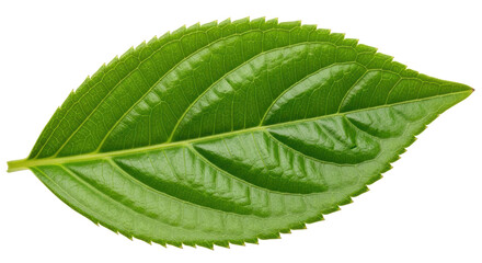 Isolated Green Leaf